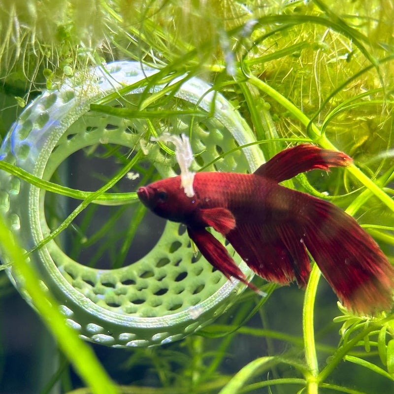 CTWPets Store Betta Bulb Hide | Betta Rest Fish Tank Ornament | Aquarium Cave with Suction Cup for Small Fish Tank, Betta Habitat, Shrimp Hideout, Aquatic Decor (Minty Dream) - Image 3